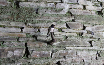 Swallow perching on a wall