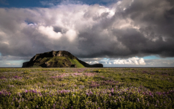 Purple flowers against a grassy mound
